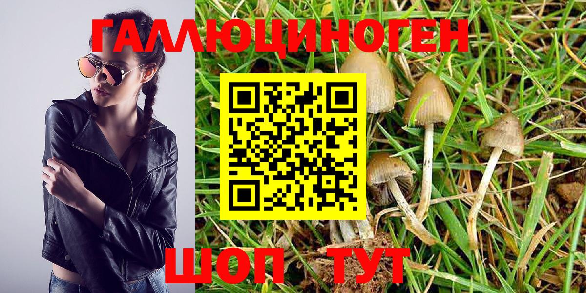 Псилоцибиновые грибы Psilocybine cubensis Верхний Уфалей